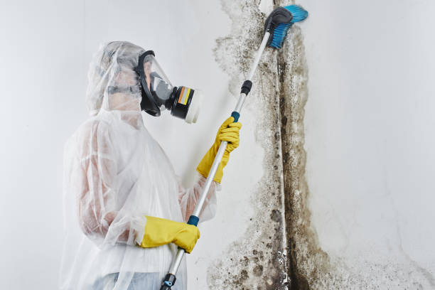 Best Attic Mold Removal  in Philipsburg, MT
