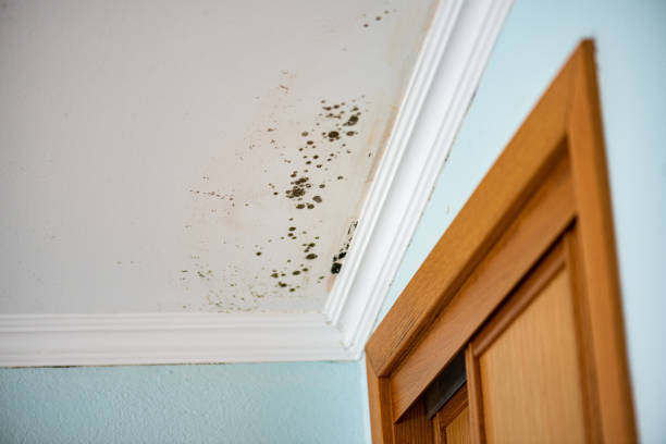 Best Commercial Mold Removal  in Philipsburg, MT