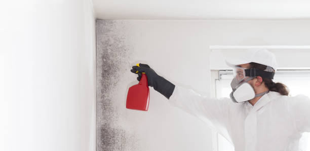 Mold Removal and Inspection in Philipsburg, MT