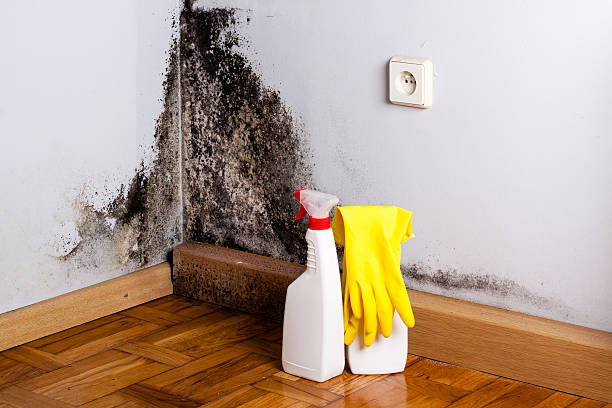 Crawl Space Mold Removal in Philipsburg, MT