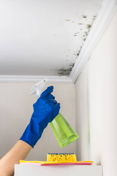 Best Certified Mold Removal  in Philipsburg, MT